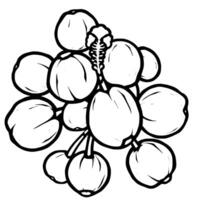 Line Art Drawing Of A Cluster Of Coconuts With Flower vector