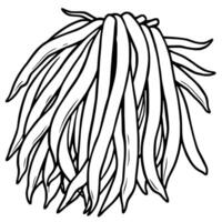 Bunch Of Fresh Green Beans Line Art Illustration vector