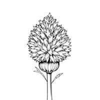 Detailed Line Drawing Of A Single Blooming Flower vector
