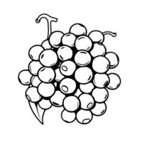 A Simple Line Drawing Of A Bunch Of Grapes vector