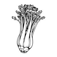 Detailed Line Drawing Of Celery With Blooming Flowers vector