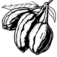 Cacao Pods on Branch A Black And White Illustration vector