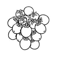 Cluster Of Ripe White Cherry Tomatoes On Vine vector