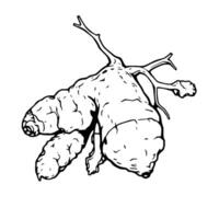 Detailed Line Drawing Of A Ginger Root With Stem vector