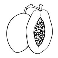 Halved Papaya Fruit Illustration A Simple Line Drawing vector