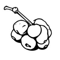 Cluster of Cherries A Simple Line Drawing Illustration vector