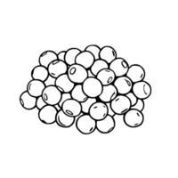 A Cluster Of Round Dark-Outlined Berries Or Seeds vector
