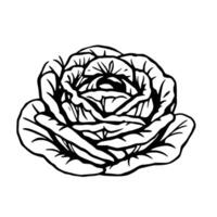 Detailed Line Art Drawing Of A Cabbage Rose vector