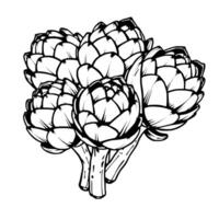 Detailed Line Drawing Of A Cluster Of Artichokes vector