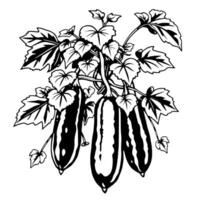 Three Cucumbers Hanging From Vine With Lush Leaves vector