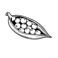 Opened Pea Pod with Round Peas Inside Black and White Illustration vector