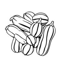 A Collection Of Fresh Zucchini And Squash Vegetables vector