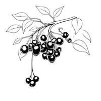 Black And White Illustration Of A Branch With Berries And Leaves vector