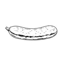 Hand-Drawn Illustration Of A Single Cucumber vector