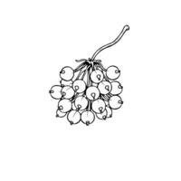 Line Drawing Of A Cluster Of White Currants On A Branch vector