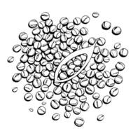 Scattered Lentil Seeds with Open Pod Detailed Illustration vector