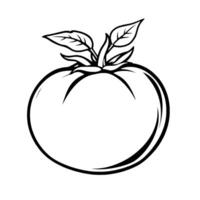 Simple Line Drawing Of A Fresh Red Tomato With Leaves vector