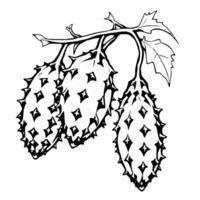 Three Spiny Kiwano Melons on Vine Black Ink Drawing vector