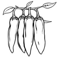 Four Chili Peppers Hanging On A Branch With Leaves vector