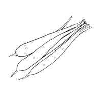 Hand-Drawn Illustration Of A Bunch Of Long Thin Vegetables vector