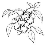 Line Art Drawing Of A Branch With Clustered Berries vector