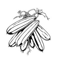 Black And White Drawing Of A Bunch Of Long Cucumbers vector