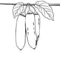 Three Green Cucumbers Hanging From Vine With Leaves vector