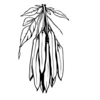 Black And White Line Art Of A Bunch Of Hanging Pods vector