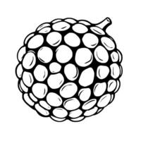 A Detailed Line Drawing Of A Single Rambutan Fruit vector