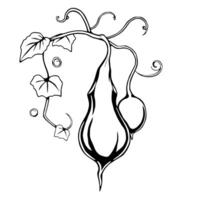 Elegant Line Art Drawing Of A Gourd With Vines vector
