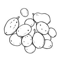 Hand-Drawn Sketch Of A Cluster Of Plump Grapes vector