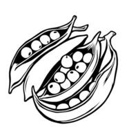 Fresh Green Peas in Open Pods Line Art Illustration vector