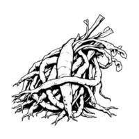 Intricate Drawing Of A Twisted Root System With Stems And Leaves vector