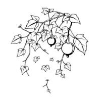 Elegant Line Drawing Of Ivy Vine With Berries vector