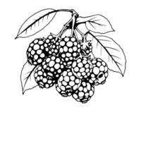 Cluster Of Blackberries On Branch With Leaves Illustration vector