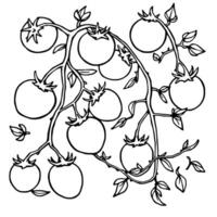 Vibrant Red Tomatoes Growing On Lush Vine Branch vector