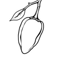 Line Art Drawing Of A Single Mango On Branch vector