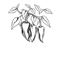Black And White Drawing Of Poblano Peppers On Branch vector