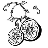 Two Halved Grapefruits on Vine Artistic Design vector