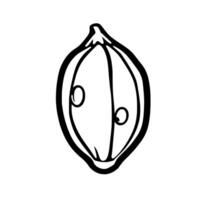 Line Drawing Of A Split Seed With Two Inner Parts vector