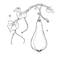 Line Drawing Of A Single Butternut Squash On Vine vector