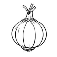 Single Garlic Bulb Line Art Illustration vector