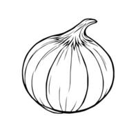 Single Onion Line Art A Simple Vegetable Drawing vector