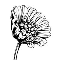 Elegant Black And White Drawing Of A Single Zinnia Flower vector