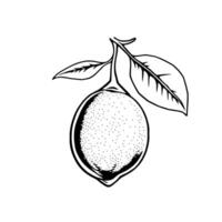Hand-Drawn Illustration Of A Single Lime On Branch vector