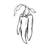 Three Red Chili Peppers Hanging From Stem With Leaves vector