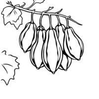 Cluster Of Gooseberries Hanging From Branch With Leaves vector