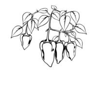 Red Habanero Peppers Hanging On Branch With Leaves vector