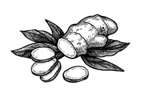 Fresh ginger root with slices and leaves. Hand drawn ink sketch isolated on white background. vector