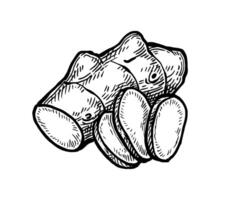 Fresh sliced ginger root. Hand drawn ink sketch isolated on white background. Vintage style. vector